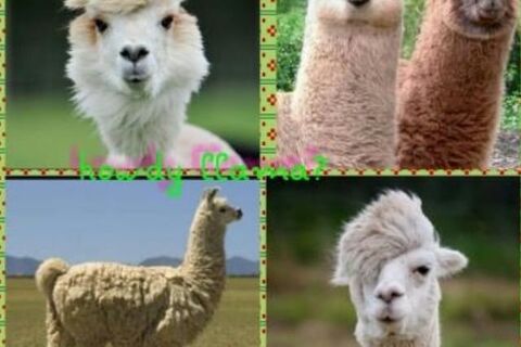 Llama drama