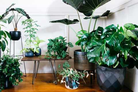 My house plants