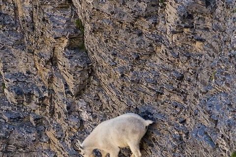 The wild mountain goats