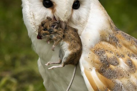 The bewitching Barn owl