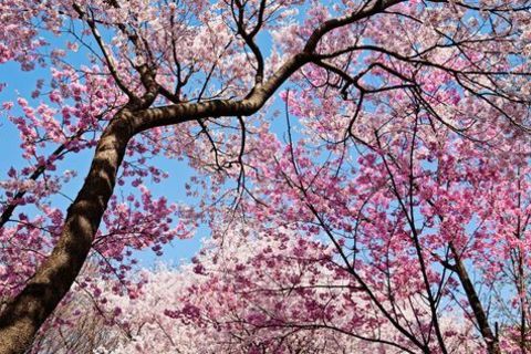 Cherry blossoms