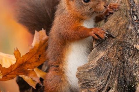 Red Squirrels