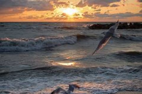 Like a bird on the wing