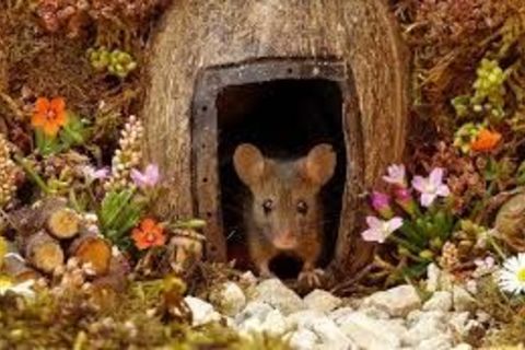 House for a Mouse