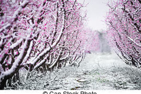 Roll on Springtime
