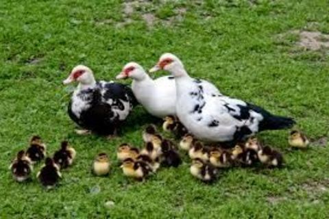 “Quackers”