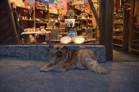 El Calafate Stray Dog Blues