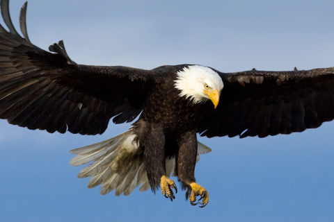 When The Eagle Glares