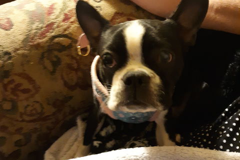 Sadie