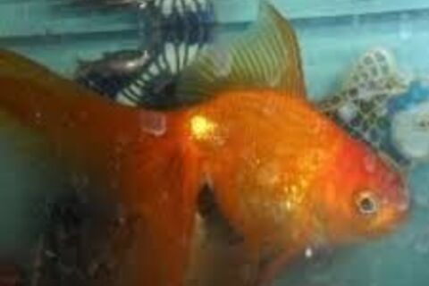 Goldie the Goldfish