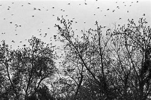 Bird Sanctuary