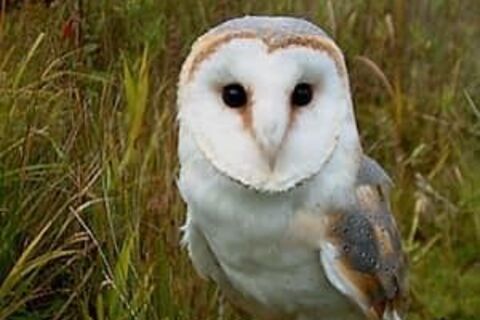 “Twit twoo”