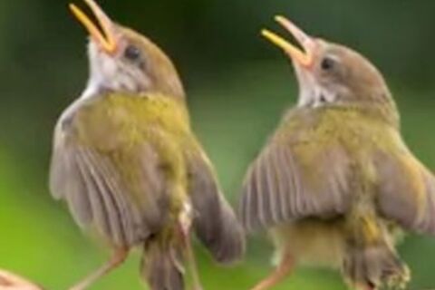 Chirpy Chirpy Cheep Cheep