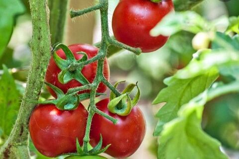 A tomato vine