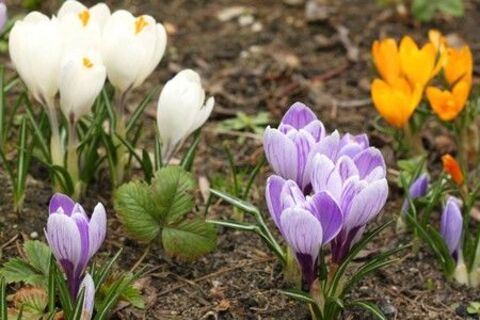 Spring Crocus