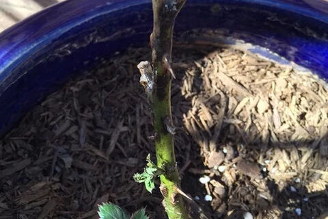 My Lazarus Rose