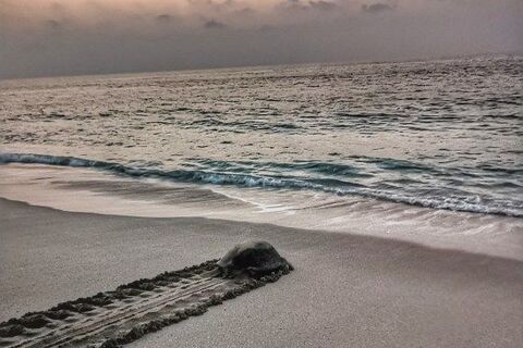 Terrapin