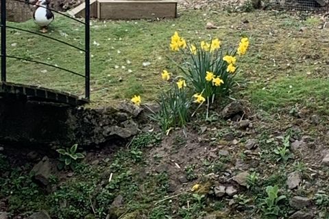 My dainty daffodils