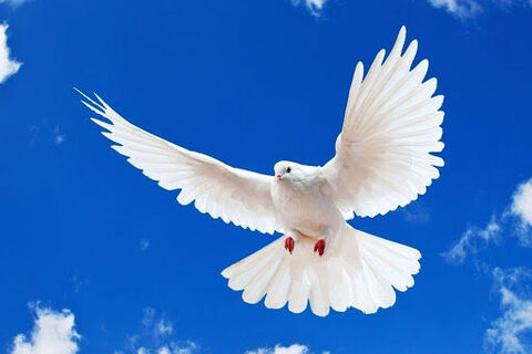 The Dove