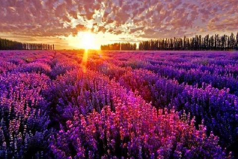 Provence Lavender