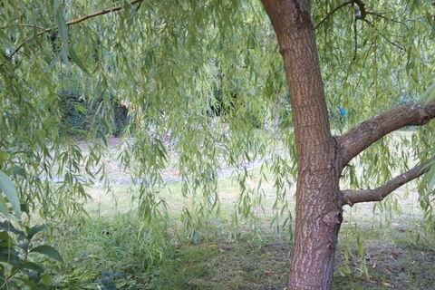 Garden Sounds 