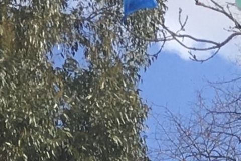 The blue plastic bag 