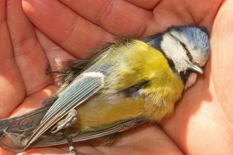 DEATH OF THE SONGBIRD 
