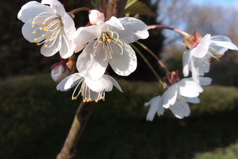 Saving a cherry tree 