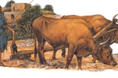 Yoke