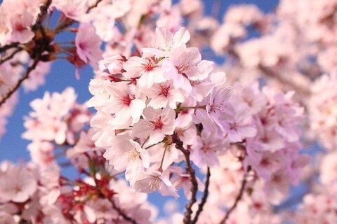 The Value Of Blossom
