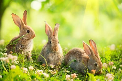 Run little Rabbits ???