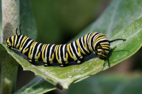 Cocooning Caterpillar  