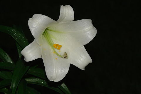 Easter Lily