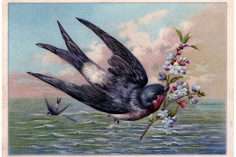 The Swallow