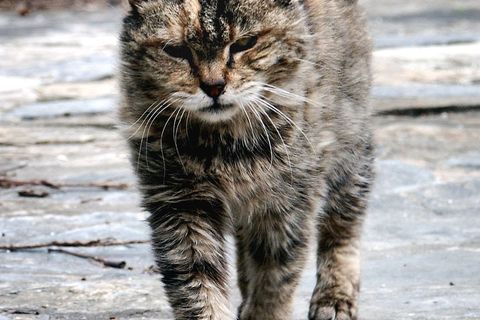 Tabby the playground Cat?