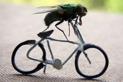 Like a blue-arsed fly ??