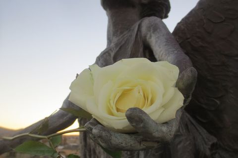 Divine Rose