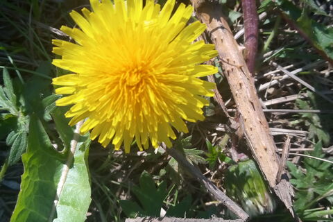 WEEDS...(challenge?)
