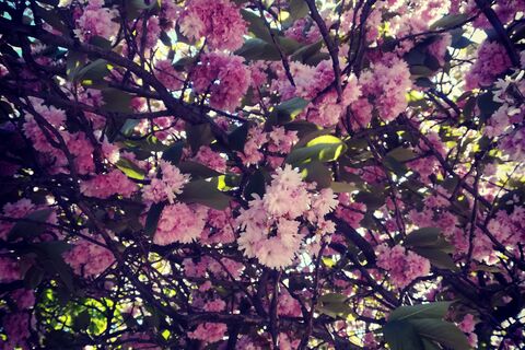 The Cherry Blossom Tree