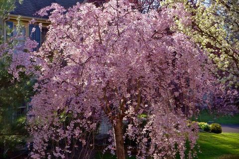 My Cherry blossom tree ?