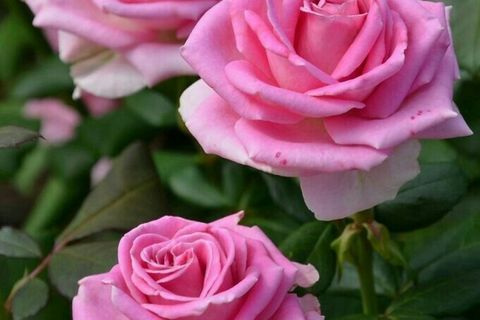 Happy Heart