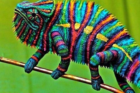 Ickle Iguana ?