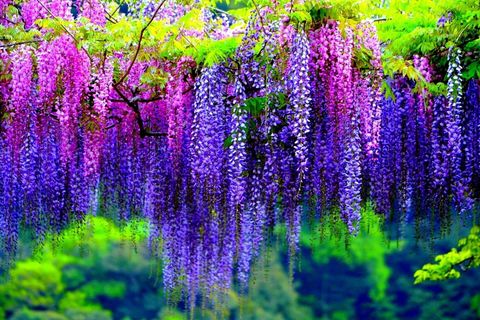 Wisteria