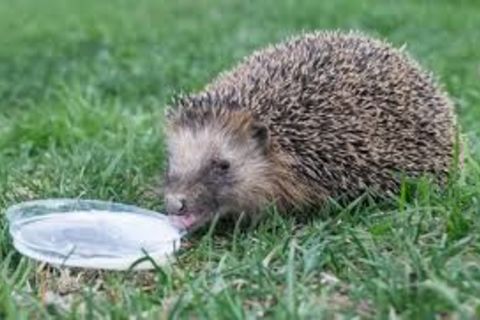 My thirsty visitor ?