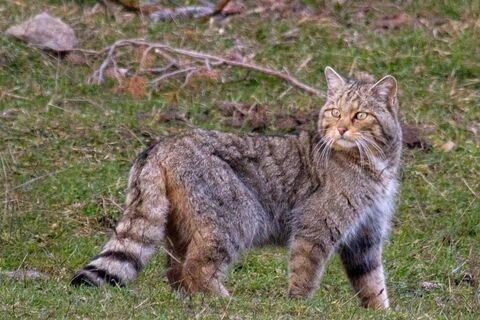 The Wildcat