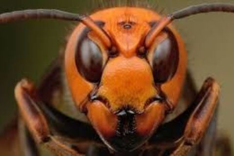 ASIAN GIANT HORNET