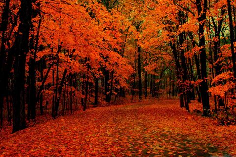 I come upon the winding road in the thicket