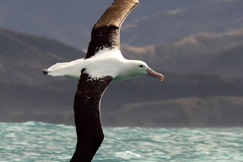 The Awesome Albatross