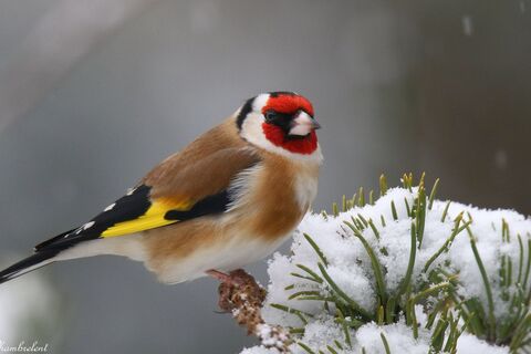 The Goldfinch