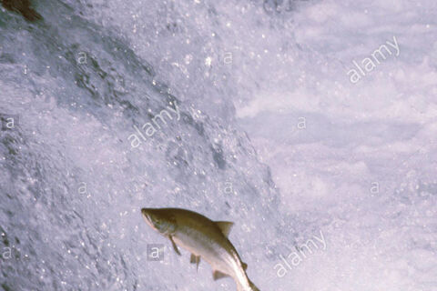 The silvery, slithery Salmon